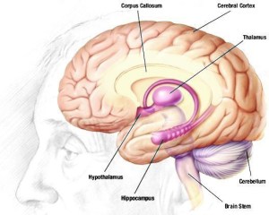 alcohol-related dementia Wernicke encephalopathy going gentle into that good night