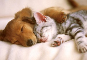 restorative sleep dementias going gentle into that good night