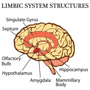 limbic system structure you oughta know going gentle into that good night books