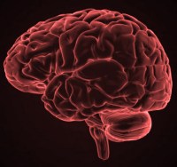 Brain