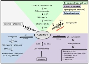 Anatomy of a sphingolipid