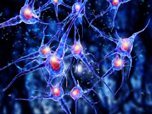 Brain cells (neurons) that don't get used die permanently.