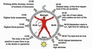 sleep deprivation disrupts the body's natural circadian rhythm