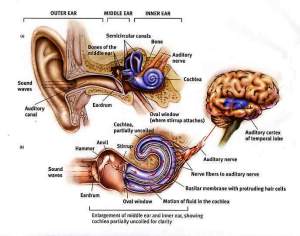 Hearing is a neurological process that when impaired can lead to brain atrophy, cognitive impairment, and dementia